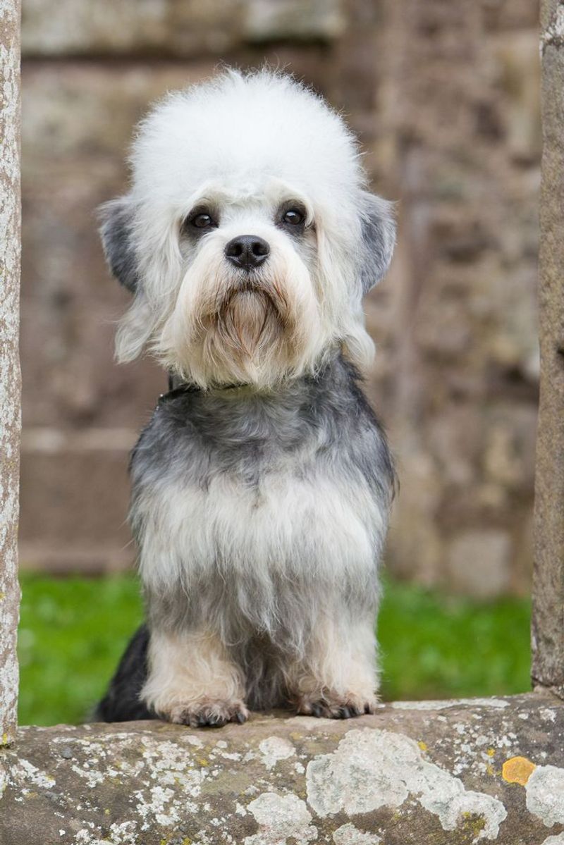Dandie Dinmont Terrier