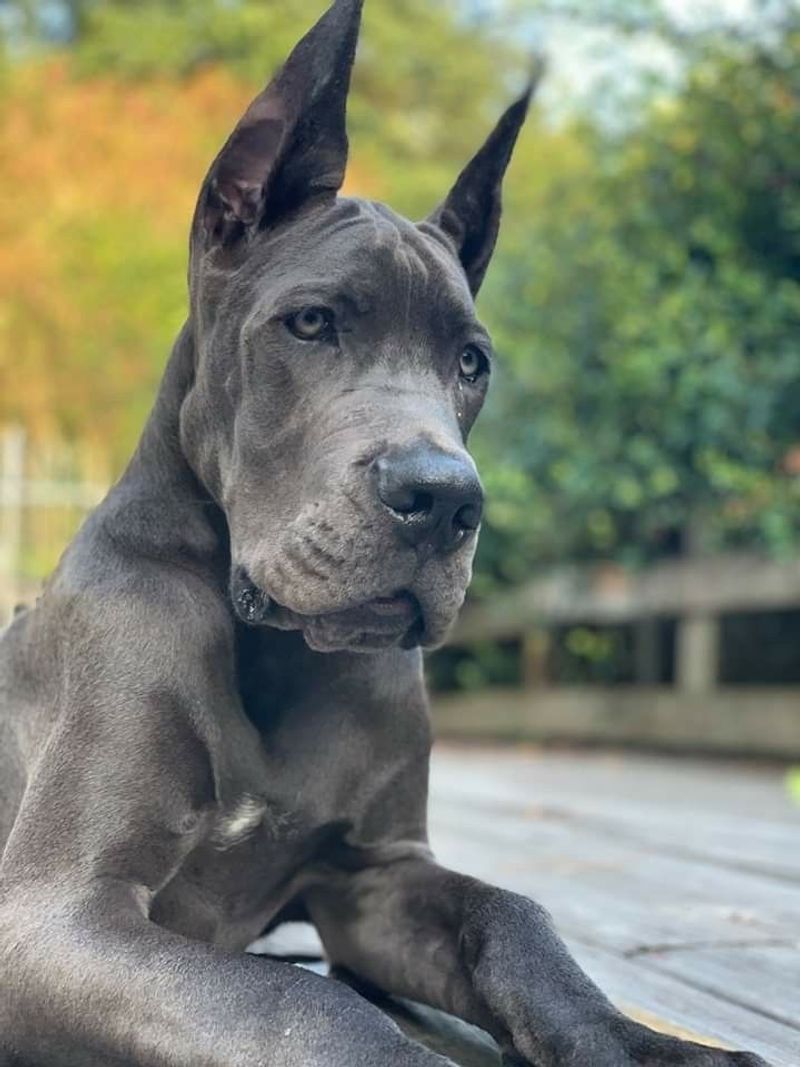 Great Dane