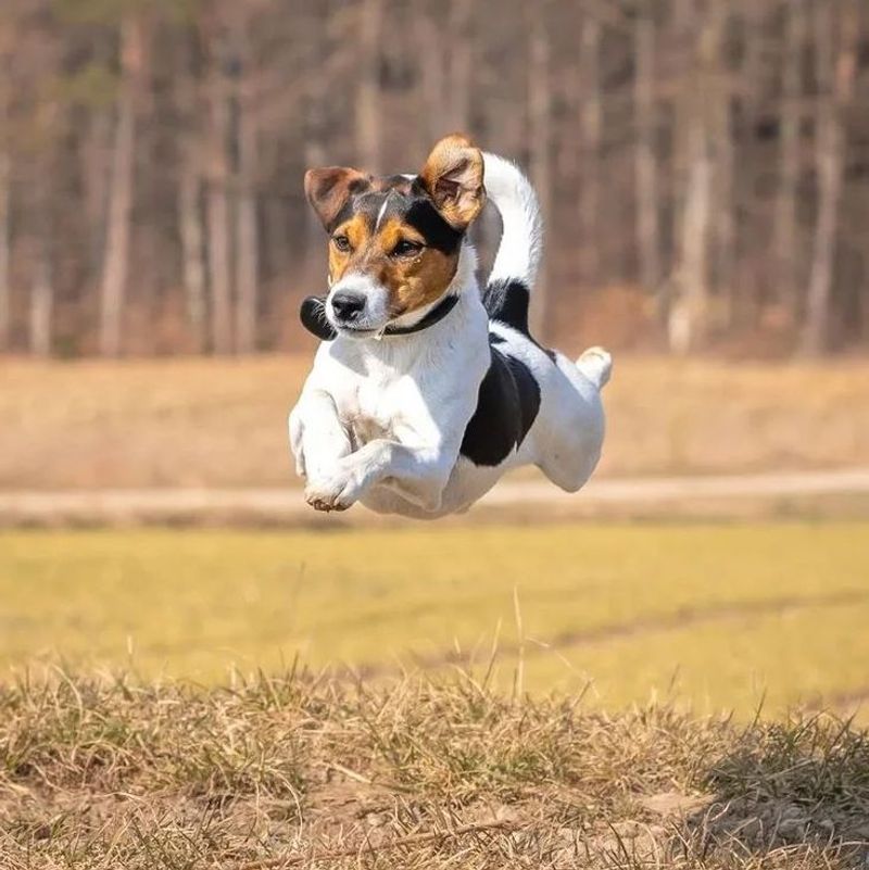 Jack Russell Terrier