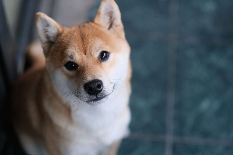 Shiba Inu