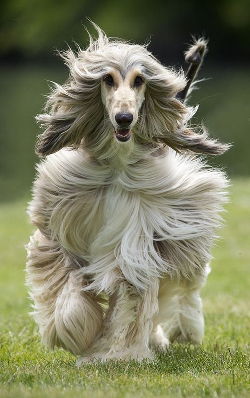 Afghan Hound