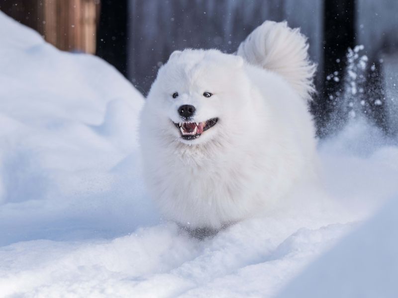 Samoyed