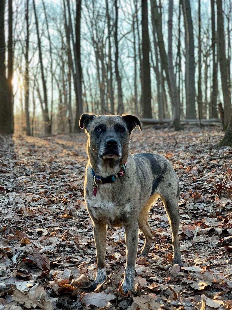 Catahoula Leopard Dog