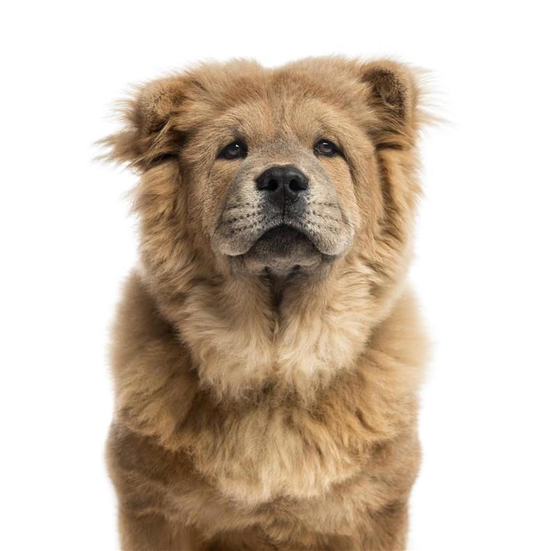 Chow Chow