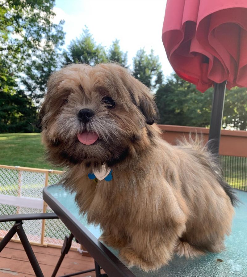 Shih Tzu