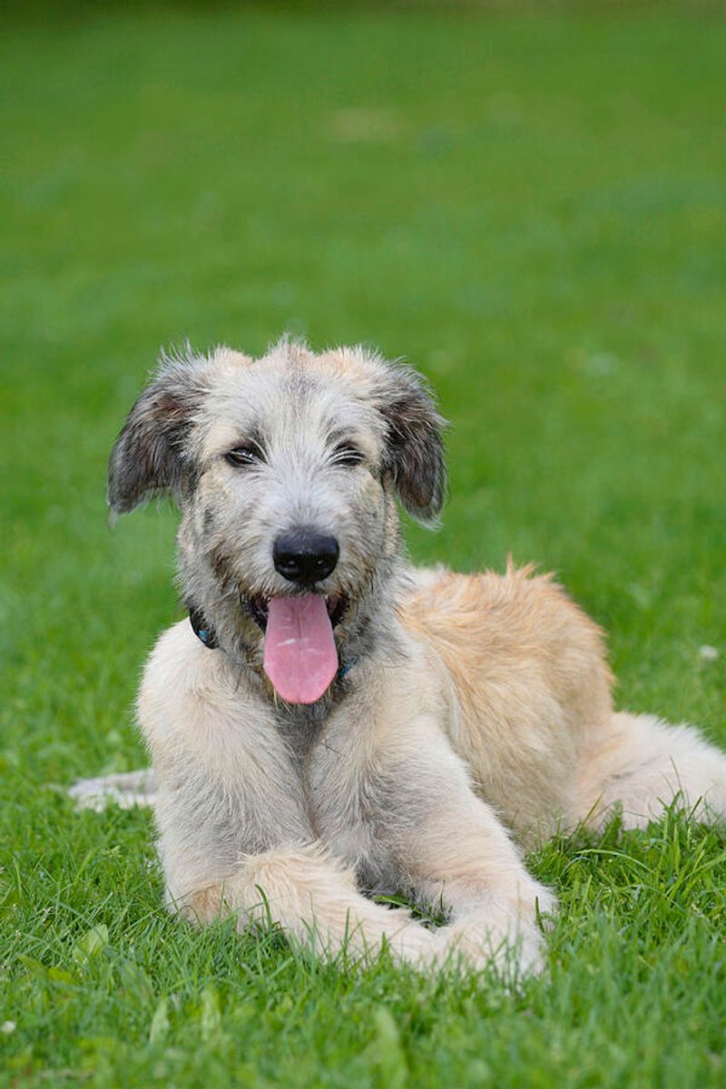 Irish Wolfhound