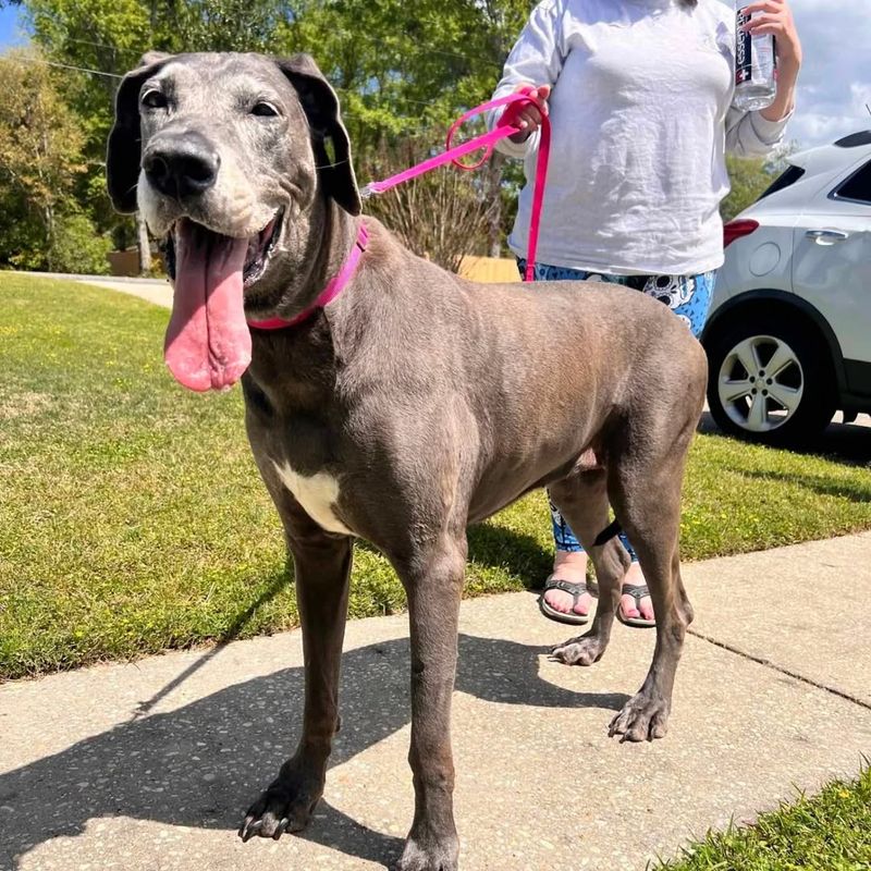 Great Dane