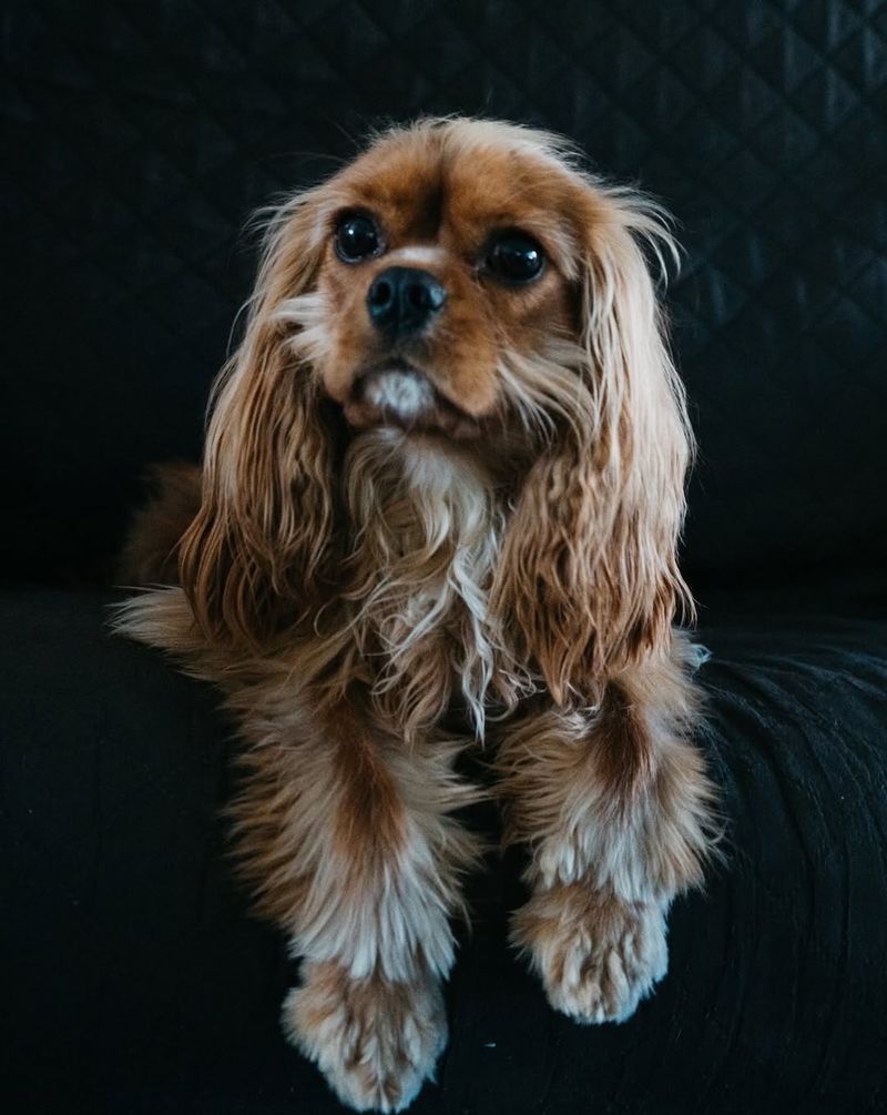 Cavalier King Charles Spaniel