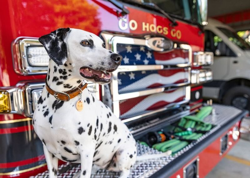 Dalmatian