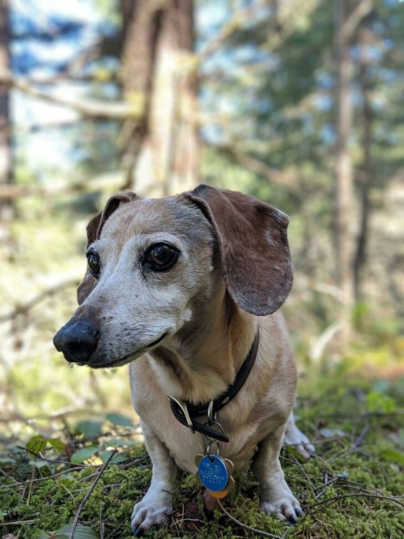 Dachshund