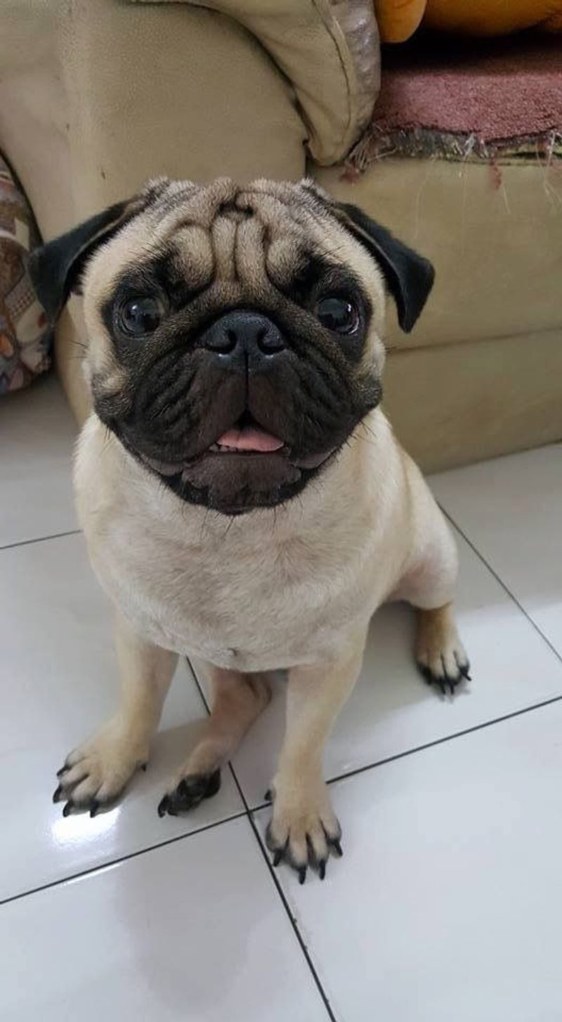 Pug