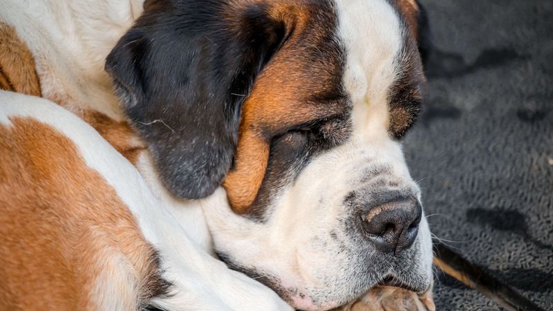 Saint Bernard