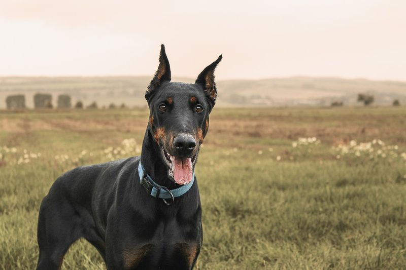 Doberman Pinscher - Nevada