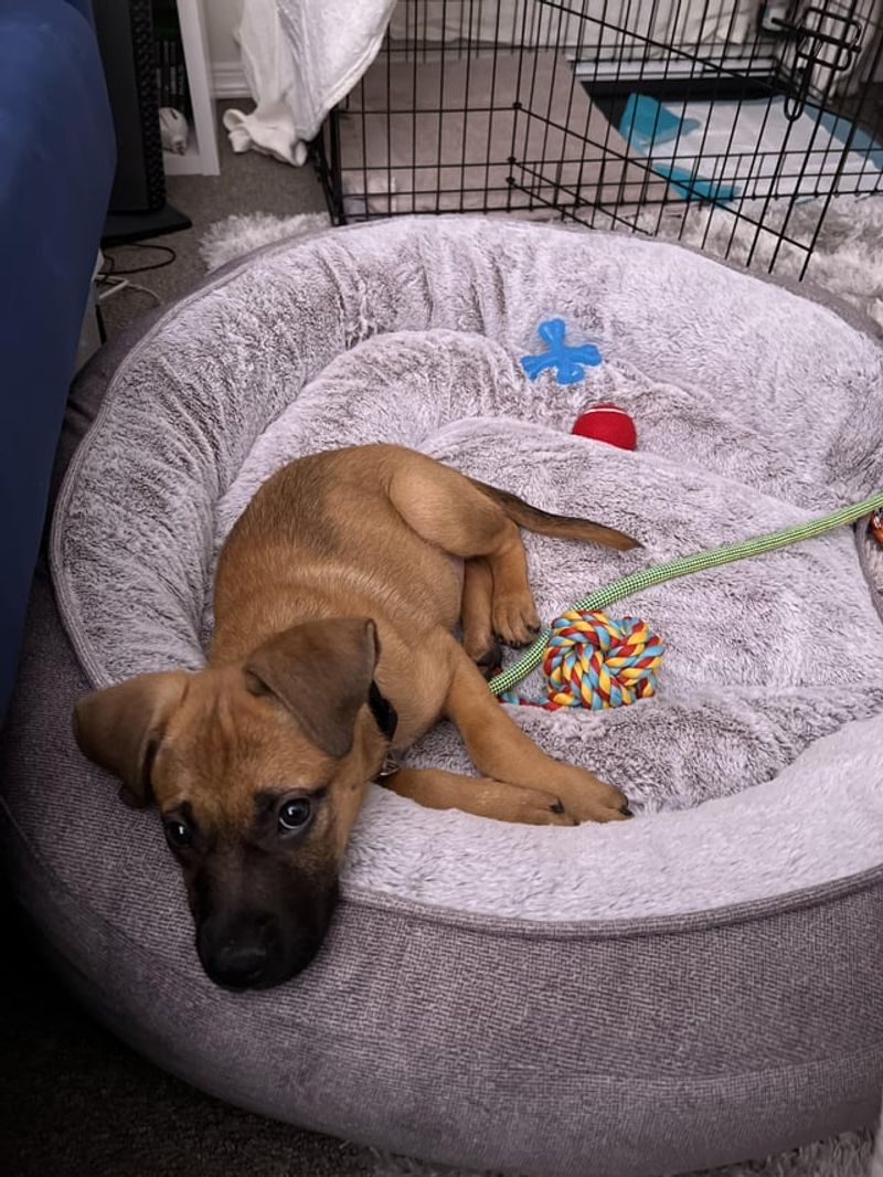 Milo the Mellow Mastiff