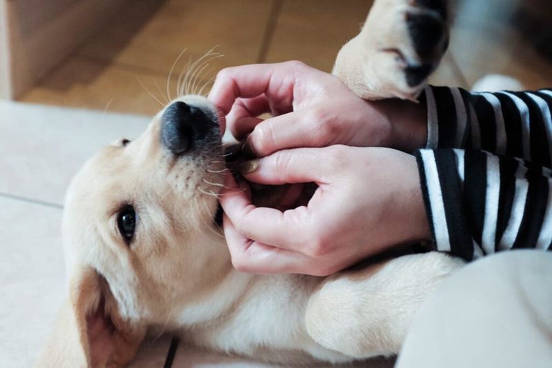Understand Normal Puppy Behavior