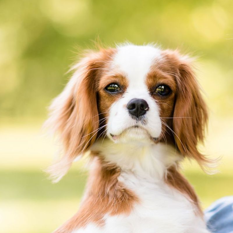 Cavalier King Charles Spaniel