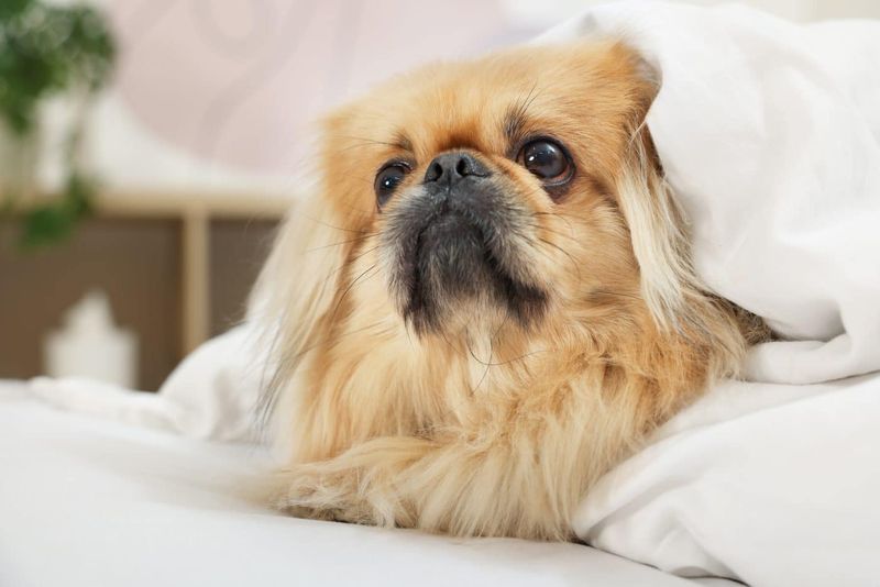 Pekingese