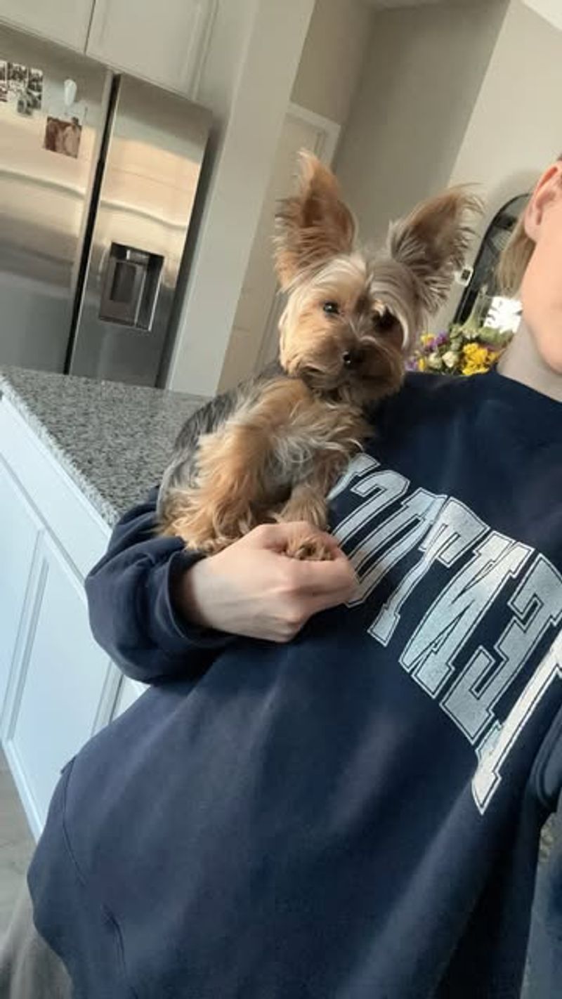 Yorkshire Terrier
