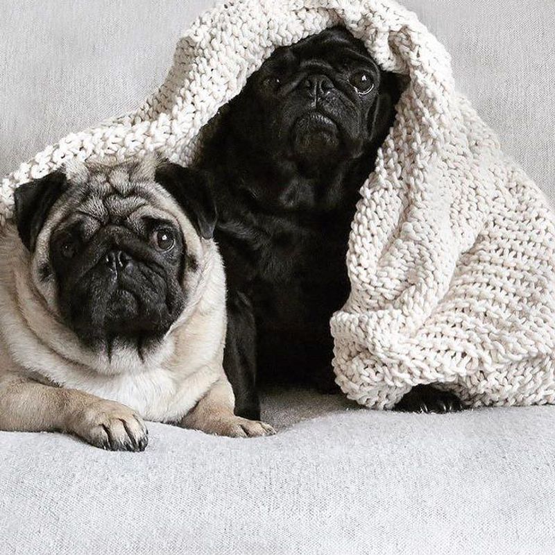 Pug
