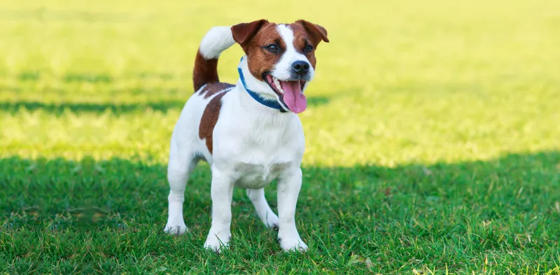 Jack Russell Terrier