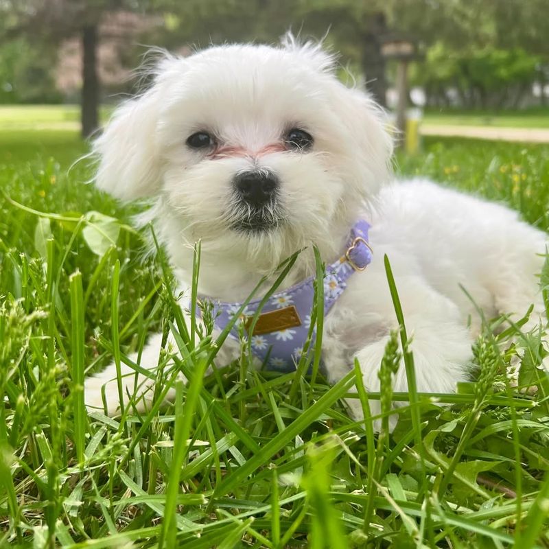 Maltese
