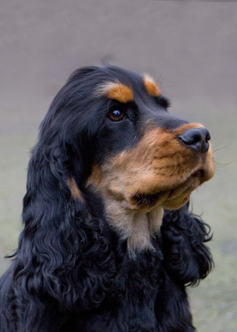 Cocker Spaniel