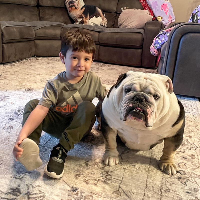 Bulldog