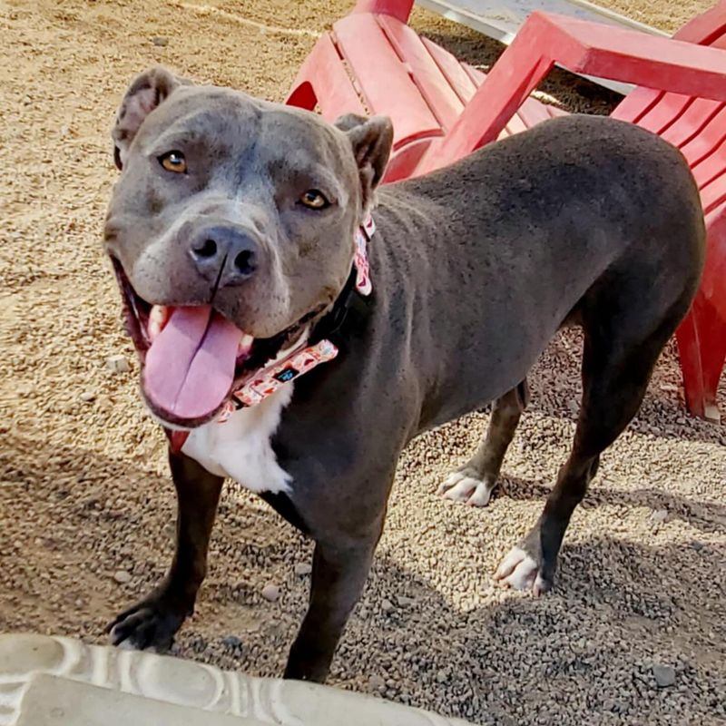 Pit Bull Terrier