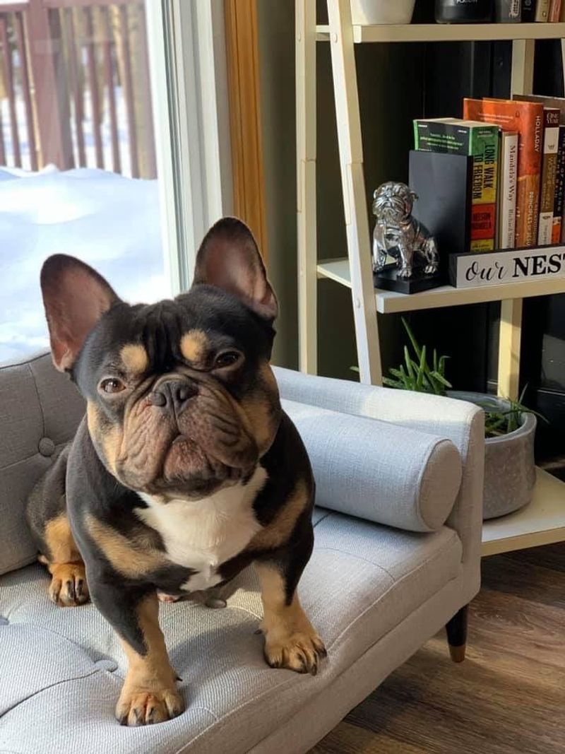 French Bulldog