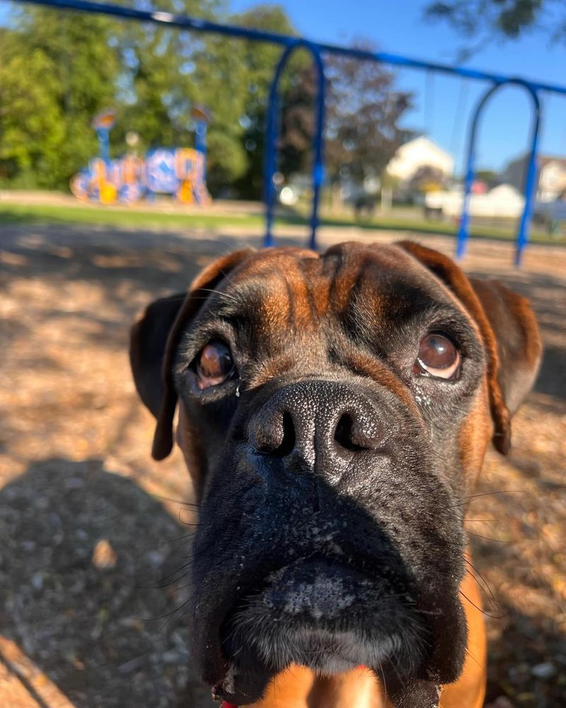 Boxer