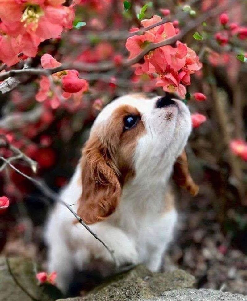 Cavalier King Charles Spaniel