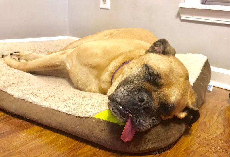 Bullmastiff