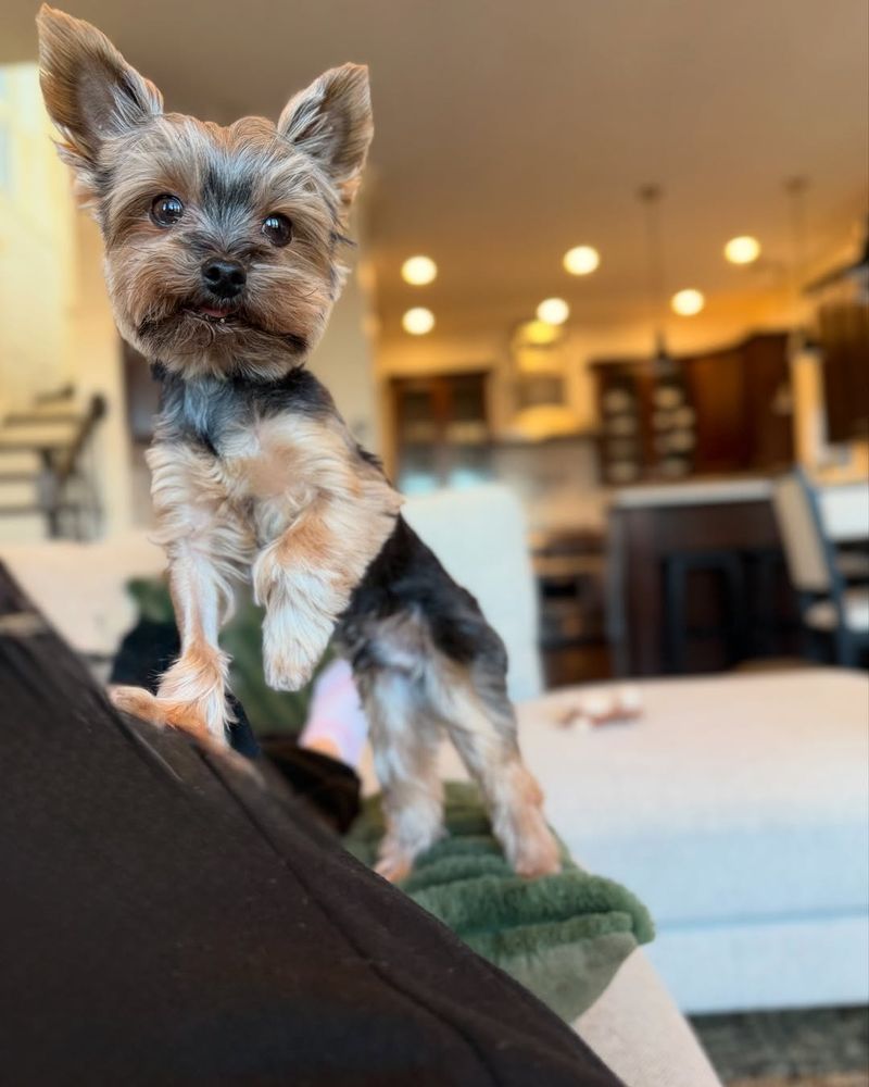 Yorkshire Terrier - Illinois