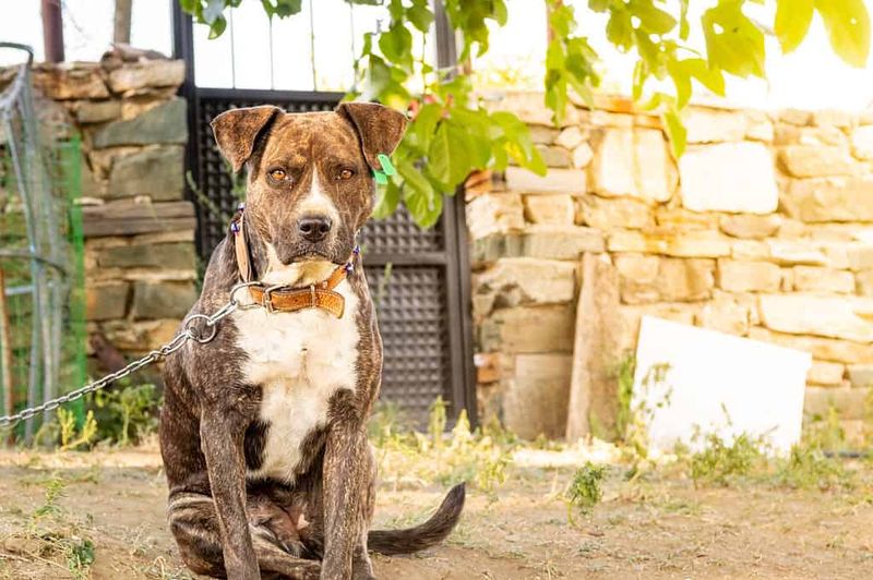 Boxer-Bulldog Mix (Bullboxer)