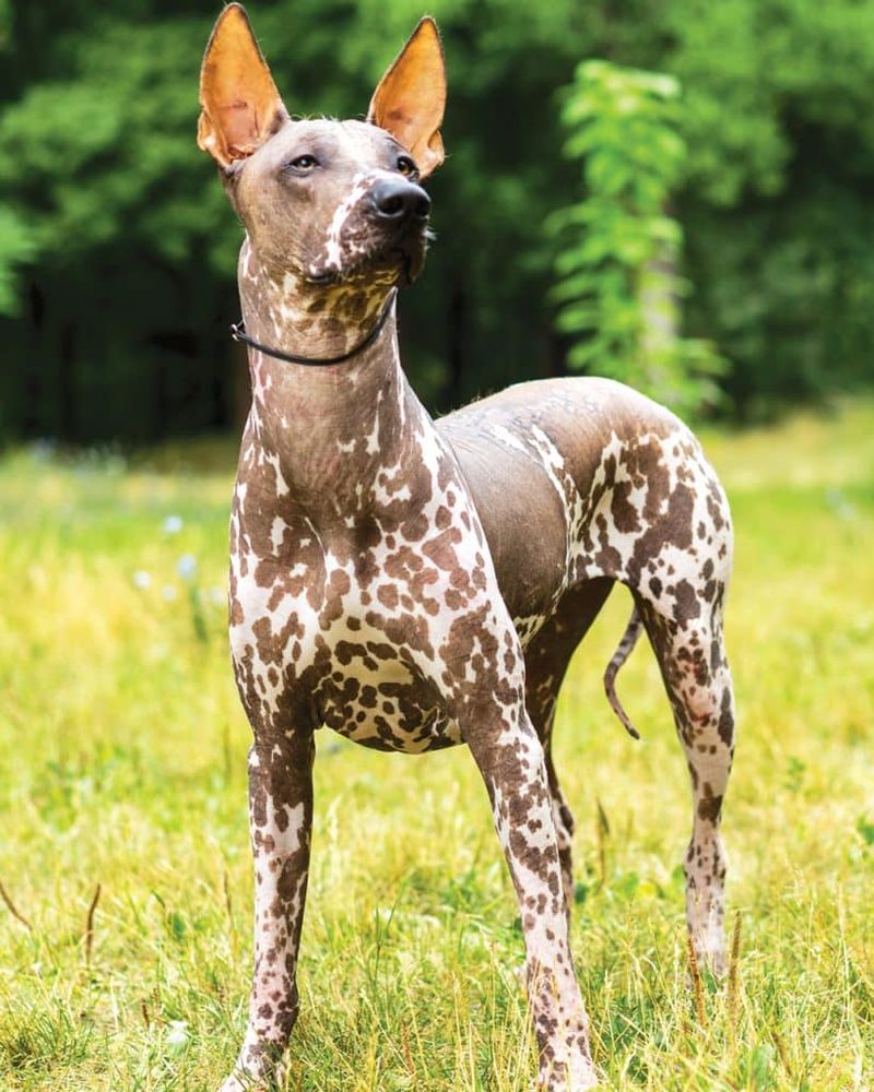Xoloitzcuintli