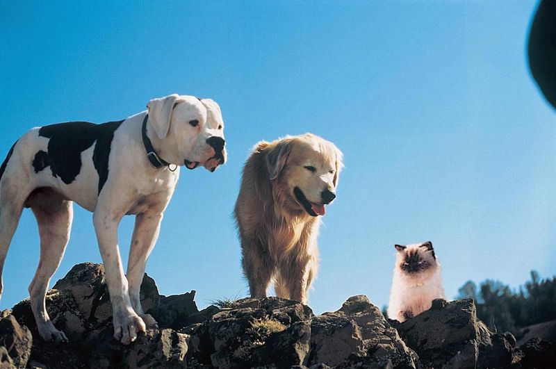 Homeward Bound: The Incredible Journey