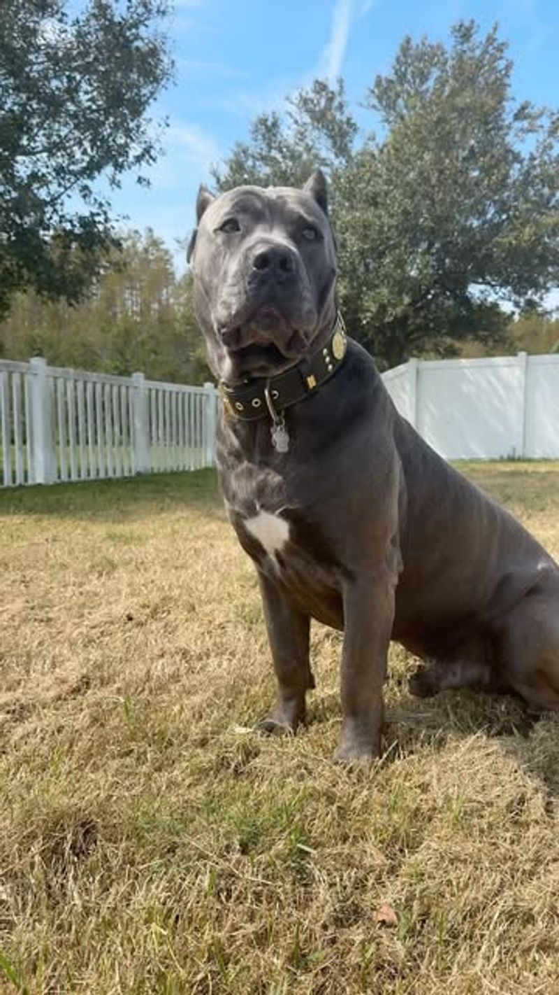 Cane Corso