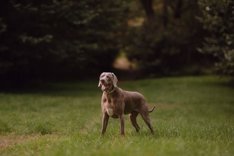 Weimaraner