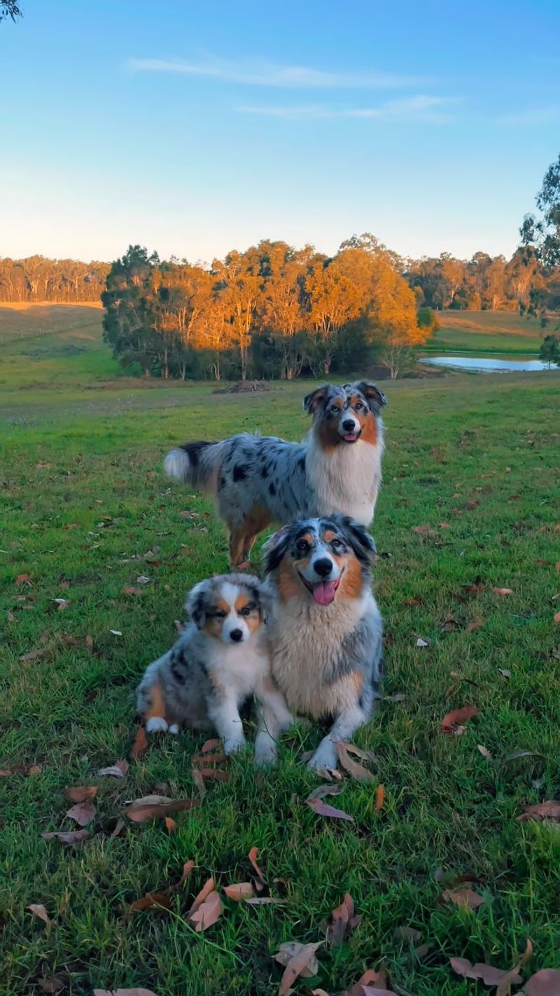 Australian Shepherd
