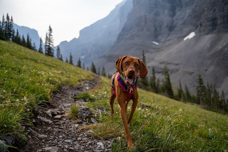 Vizsla