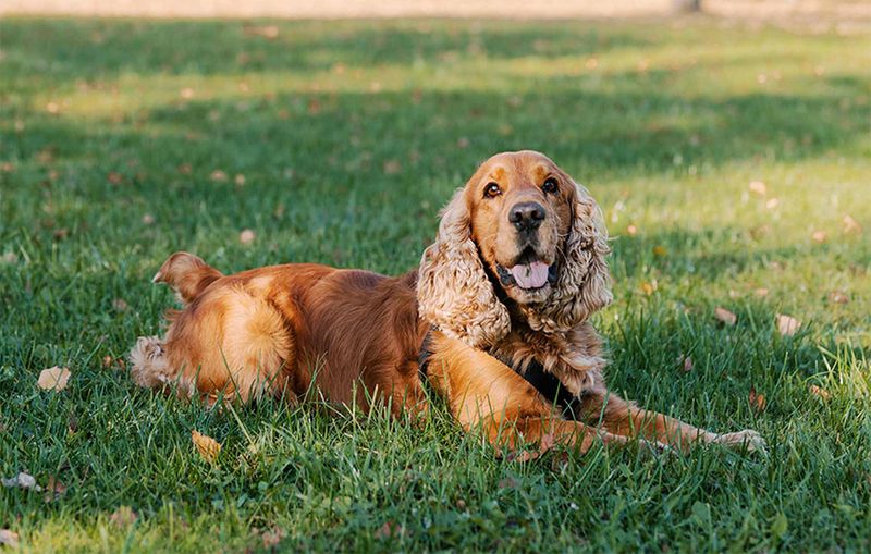 Cocker Spaniel
