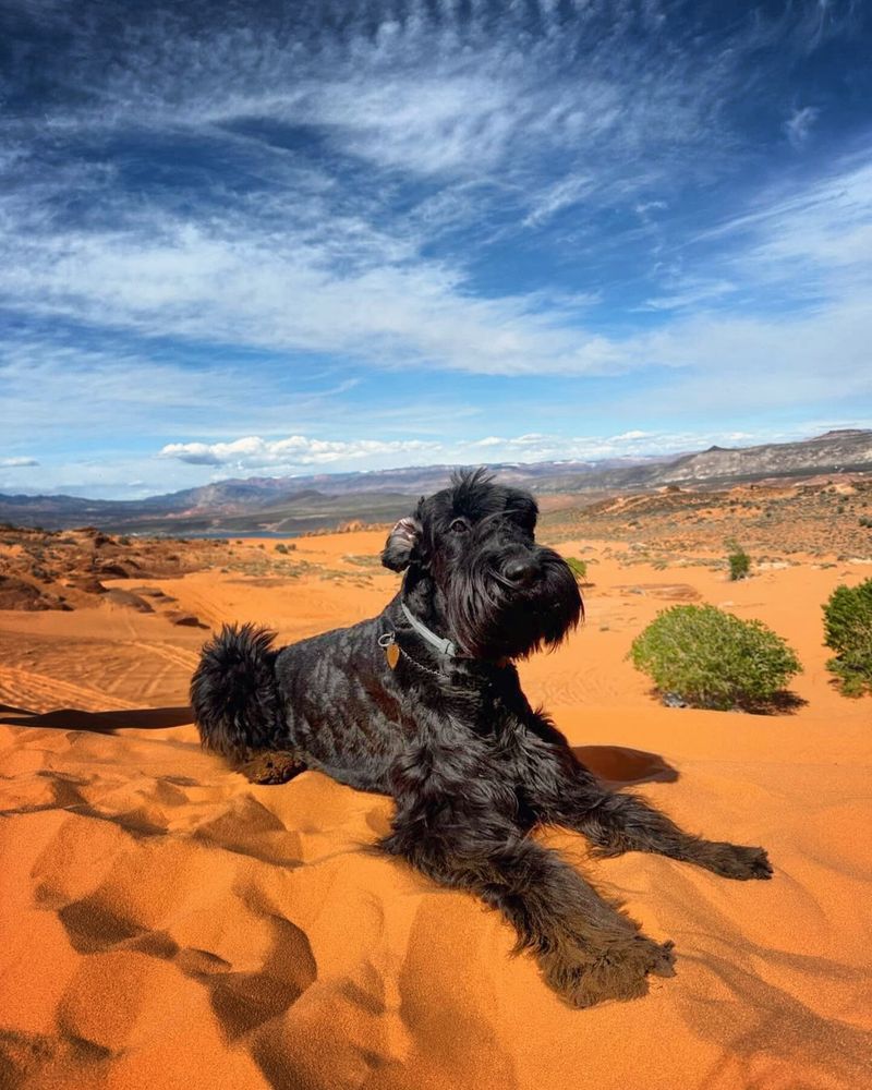 Giant Schnauzer