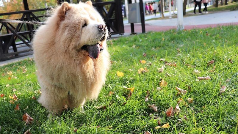 Chow Chow