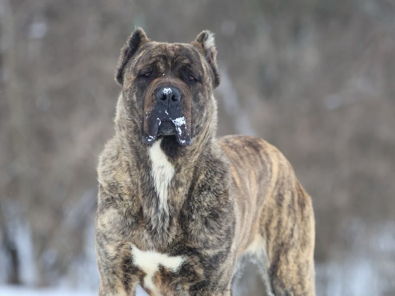 Cane Corso