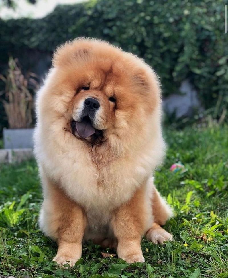Chow Chow