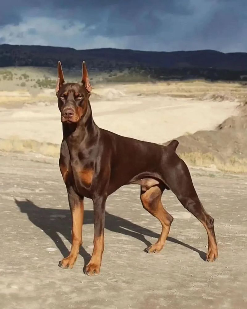 Doberman Pinscher
