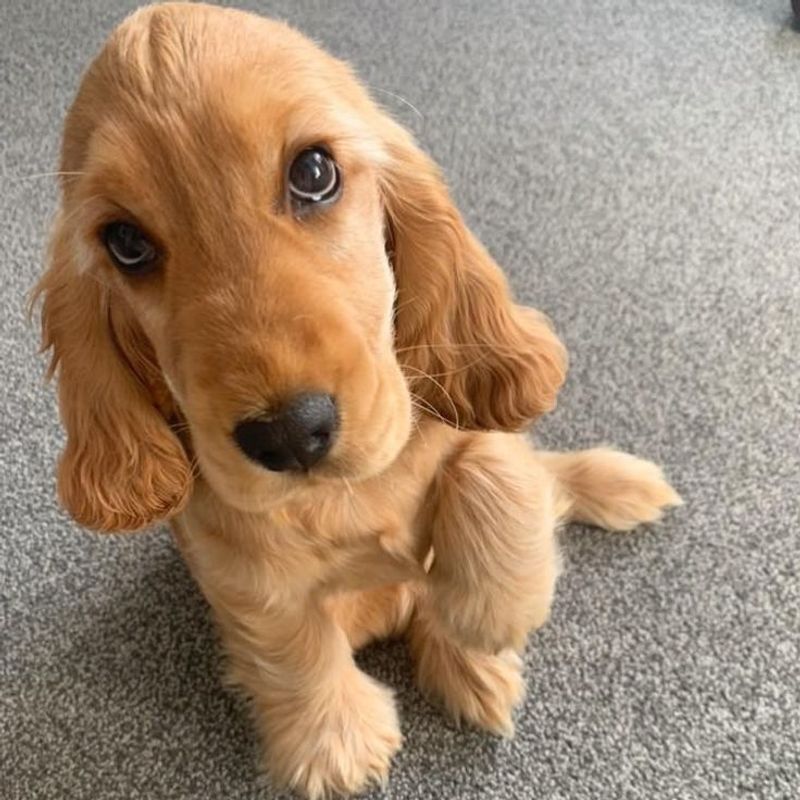 Cocker Spaniel