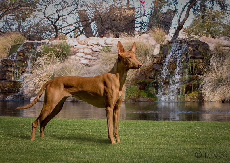 Pharaoh Hound
