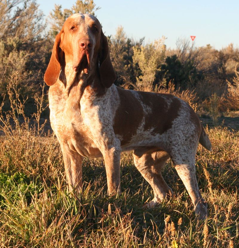Bracco Italiano