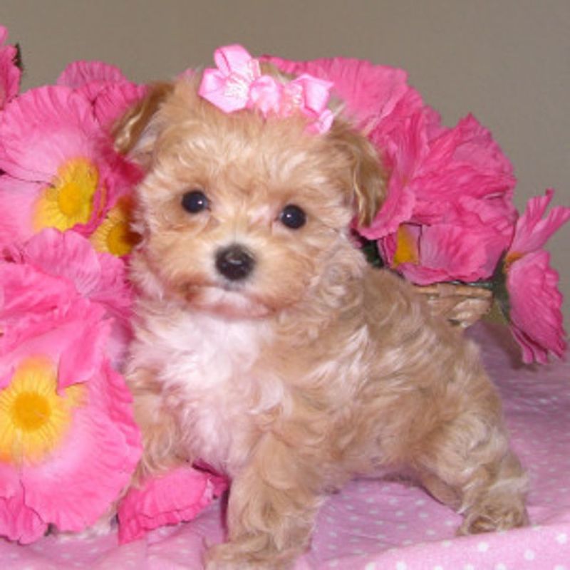 Maltipoo
